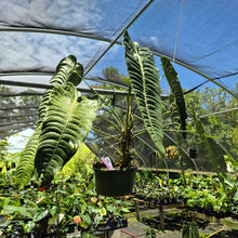 Load image into Gallery viewer, Anthurium Veitchii exact plant, Fedex 2day*
