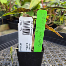 Load image into Gallery viewer, Alocasia Bambino, Exact Plant Variegated Ships Nationwide
