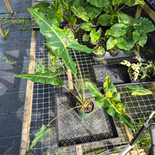 Load image into Gallery viewer, Alocasia Sarian aurea variegated exact plant, Fedex 2day*

