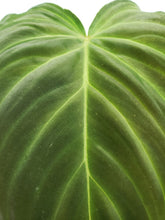 Load image into Gallery viewer, Splendid, exact plant, Philodendron, ships nationwide
