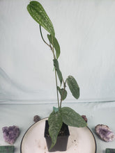 Load image into Gallery viewer, SP. Limon, exact plant, Anthurium, ships nationwide
