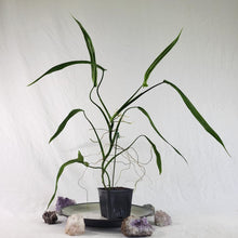 Load image into Gallery viewer, Philodendron Holtonianum, Exact Plant Ships Nationwide
