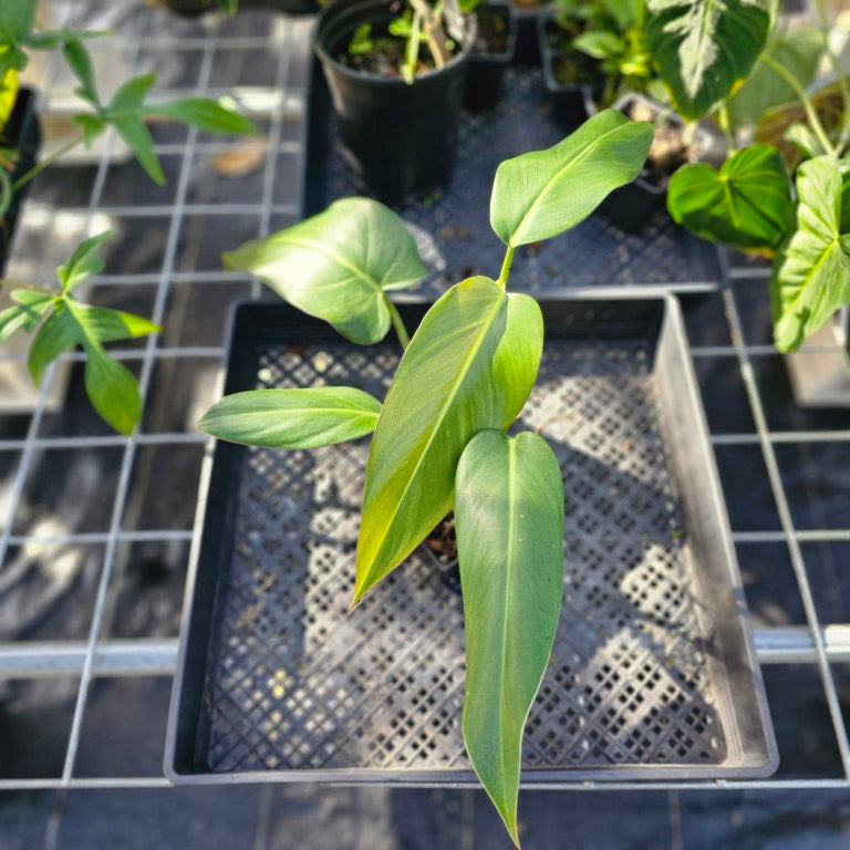 Philodendron Sagittifolium, Tuxtlanum Rubra, Exact Plant Ships Nationwide