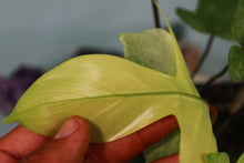 Load image into Gallery viewer, Philodendron Florida Ghost Exact Plant Ships nationwide
