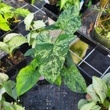 Load image into Gallery viewer, Syngonium Mojito, Exact Plant Variegated Ships Nationwide

