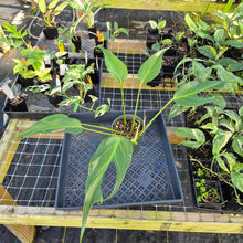 Load image into Gallery viewer, Monstera Burle Marx Flame, Exact Plant Ships Nationwide
