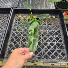Load image into Gallery viewer, Philodendron Patriciae, Exact Plant Ships Nationwide
