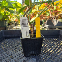 Load image into Gallery viewer, Philodendron Quercifolium, Exact Plant Ships Nationwide
