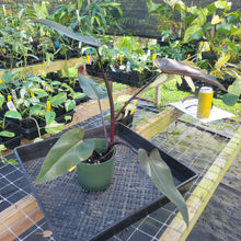 Load image into Gallery viewer, Philodendron Majesty, Exact Plant Ships Nationwide
