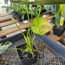 Load image into Gallery viewer, Anthurium Peppermint Splash, Shibori AFF, speckled ,Exact Plant Ships Nationwide
