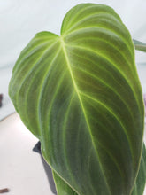 Load image into Gallery viewer, Splendid, exact plant, Philodendron, ships nationwide
