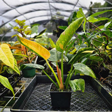 Load image into Gallery viewer, Philodendron Green Congo Nuclear, Exact Plant Variegated
