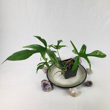 Load image into Gallery viewer, Philodendron Quercifolium x Pedatum, Exact Plant Ships Nationwide
