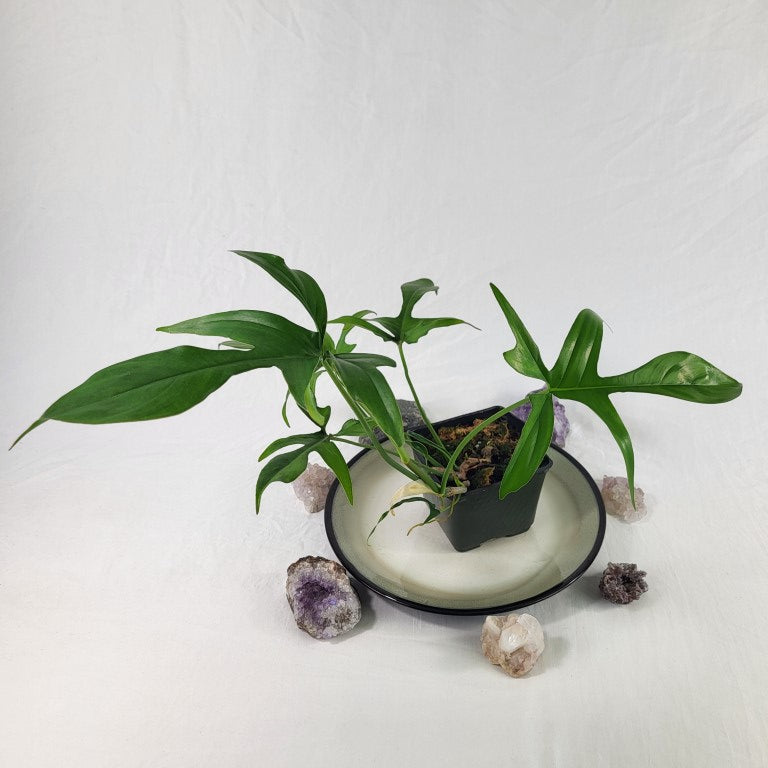 Philodendron Quercifolium x Pedatum, Exact Plant Ships Nationwide