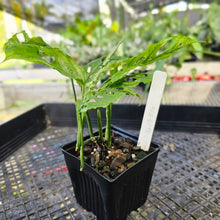 Load image into Gallery viewer, Monstera Obliqua Peru, Exact Plant 4&#39;&#39; pot, 2 top plant Ships Nationwide
