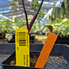 Load image into Gallery viewer, Philodendron Dark Lord, Exact Plant Ships Nationwide
