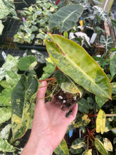 Load image into Gallery viewer, Philodendron Billietiae variegated 4" pot 2DayAir*

