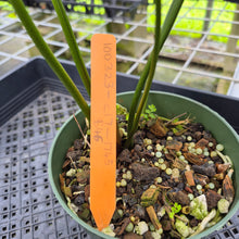 Load image into Gallery viewer, Anthurium Watermaliense exact plant, Fedex 2day*
