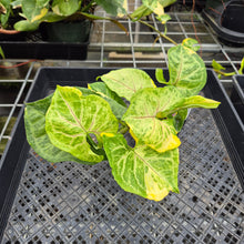 Load image into Gallery viewer, Syngonium Mango Allusion, Orm Thong, Exact Plant Variegated Ships Nationwide
