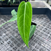 Load image into Gallery viewer, Anthurium Cirinoi, Exact Plant Ships Nationwide

