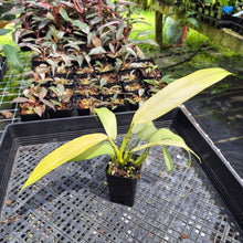 Load image into Gallery viewer, Philodendron Whipple Way Variegated exact plant, Fedex 2day*
