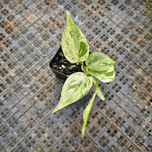 Load image into Gallery viewer, Philodendron Hederaceum, Heart Leaf, Exact Plant Variegated Ships Nationwide
