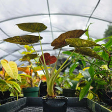 Load image into Gallery viewer, Alocasia Wentii, Exact Plant Variegated
