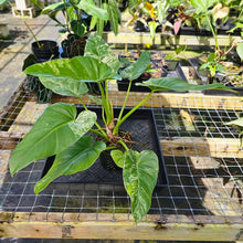 Load image into Gallery viewer, Philodendron Giganteum, Exact Plant Variegated
