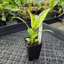 Load image into Gallery viewer, Anthurium Vittarifolium , Exact Plant Variegated Ships Nationwide
