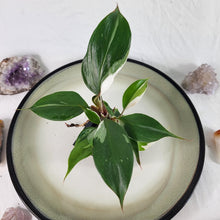 Load image into Gallery viewer, Philodendron White Knight Variegated 2.5&quot; Pot, Fedex 2 day*
