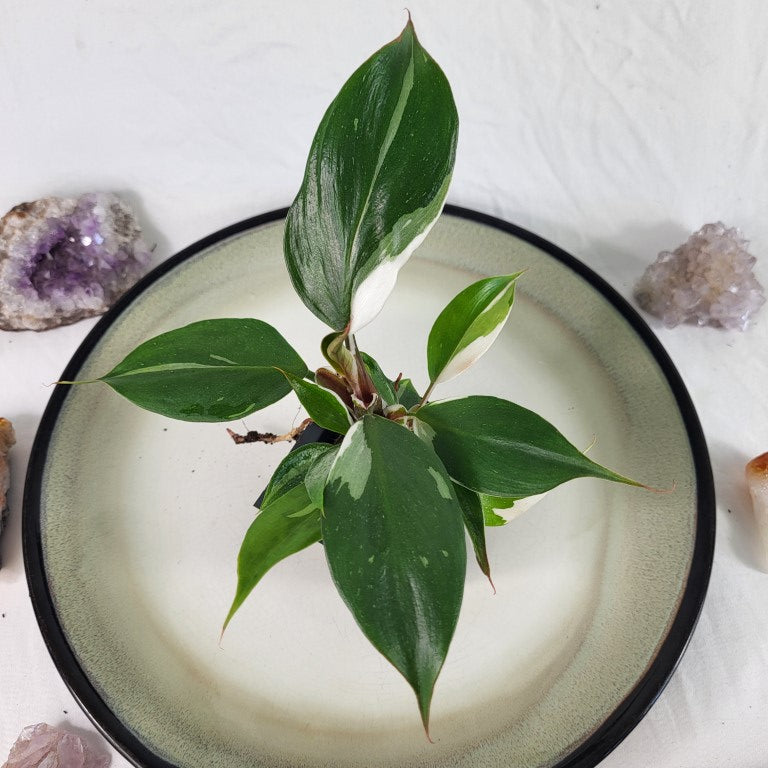 Philodendron White Knight Variegated 2.5