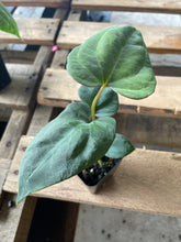 Load image into Gallery viewer, Anthurium (Ace of Spades DF x Kunayalense) x Pap FS 2.5" pot, Fedex 2day*

