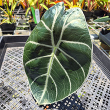 Load image into Gallery viewer, Alocasia Longiloba Grandis x Sanderiana 'Mark Campbell' exact plant, Fedex 2day*
