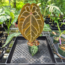 Load image into Gallery viewer, Anthurium Red Crystallinum Doc Block exact plant, Fedex 2day*
