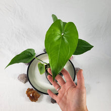 Load image into Gallery viewer, Anthurium Watermaliense, Exact Plant
