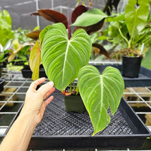 Load image into Gallery viewer, Philodendron Gloriosum, Pink Veined Back, Exact Plant
