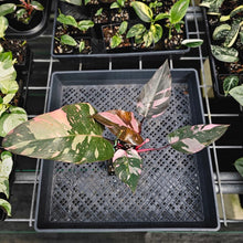 Load image into Gallery viewer, Philodendron Pink Princess Galaxy, Exact Plant Variegated Ships Nationwide
