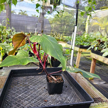 Load image into Gallery viewer, Philodendron Strawberry Shake, Exact Plant Variegated Ships Nationwide

