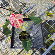 Load image into Gallery viewer, Anthurium Shibori, Exact Plant Variegated
