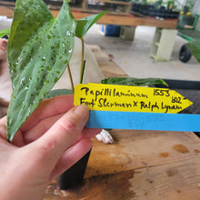 Load image into Gallery viewer, Anthurium Papillilaminum Fort Sherman X Ralph Lynam, Exact Plant Ship Nationwide
