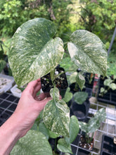 Load image into Gallery viewer, Monstera Deliciosa Green Snow variegated 2.5" pot, Fedex 2day*
