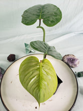 Load image into Gallery viewer, Sodiroi, exact plant, Philodendron, ships nationwide
