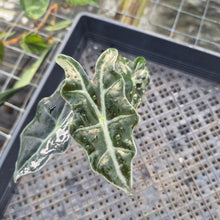 Load image into Gallery viewer, Alocasia nobilis pink Variegated Ships Nationwide
