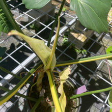 Load image into Gallery viewer, Philodendron Golden Dragon, Exact Plant Variegated
