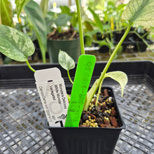 Load image into Gallery viewer, Monstera Deliciosa White Monster , Exact Plant Variegated Ships Nationwide
