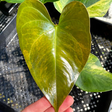 Load image into Gallery viewer, Anthurium Andraeanum White Heart, Exact Plant Variegated Ships Nationwide
