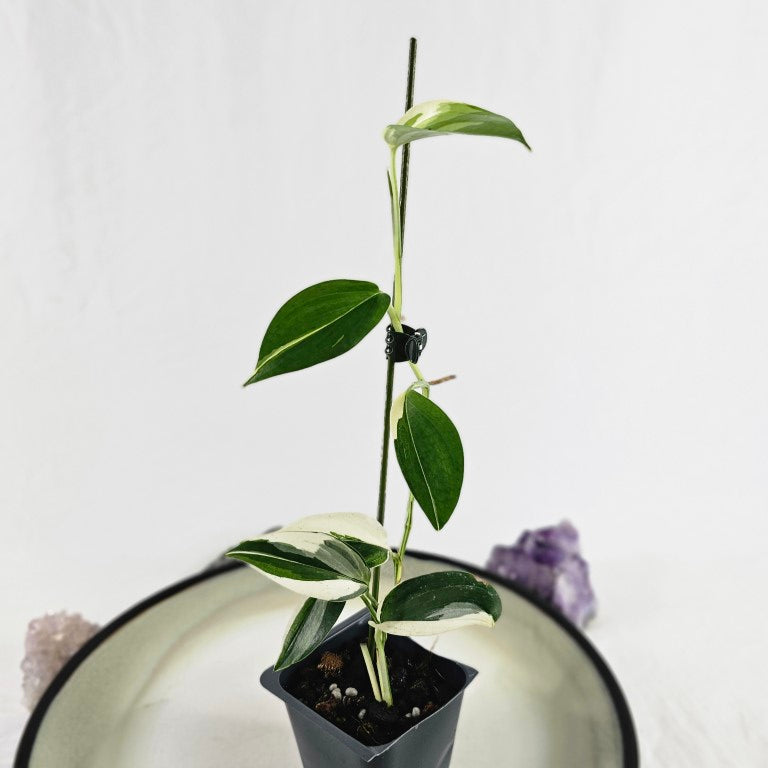Scindapsus – Canopy Gems