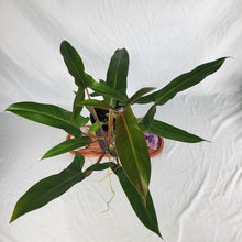 Load image into Gallery viewer, Philodendron Mexicanum, Exact Plant
