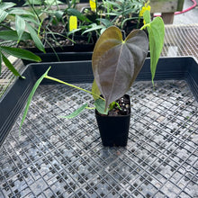 Load image into Gallery viewer, Anthurium Red Beauty, Exact Plant Ships Nationwide
