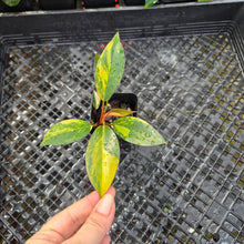 Load image into Gallery viewer, Philodendron Red Congo, Exact Plant Variegated Ships Nationwide
